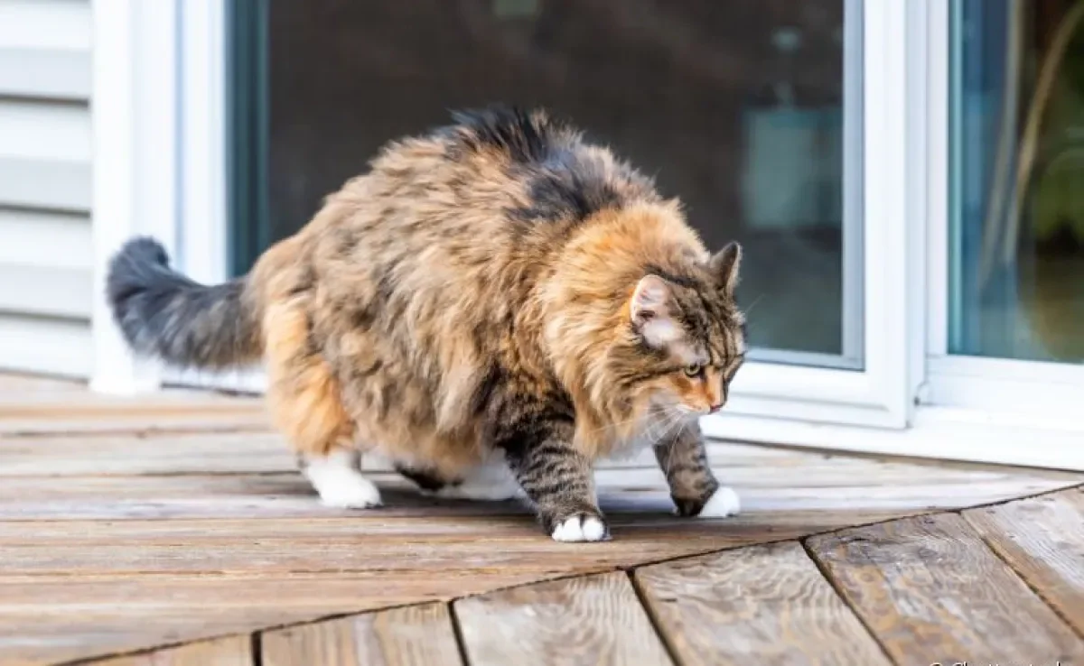 O gato com dor na coluna manifesta várias alterações no comportamento. Saiba como identificar o problema!