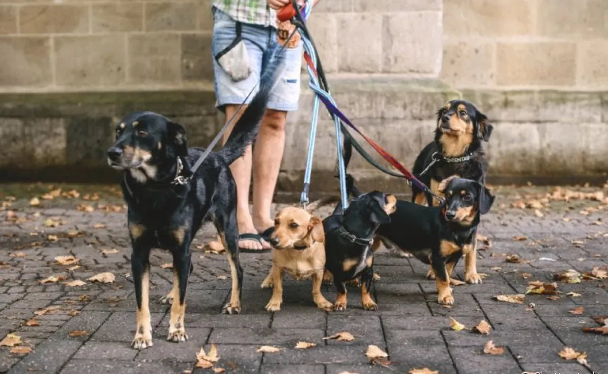 Passeador de cães: quais cuidados você precisa tomar antes de contratar esse profissional?
