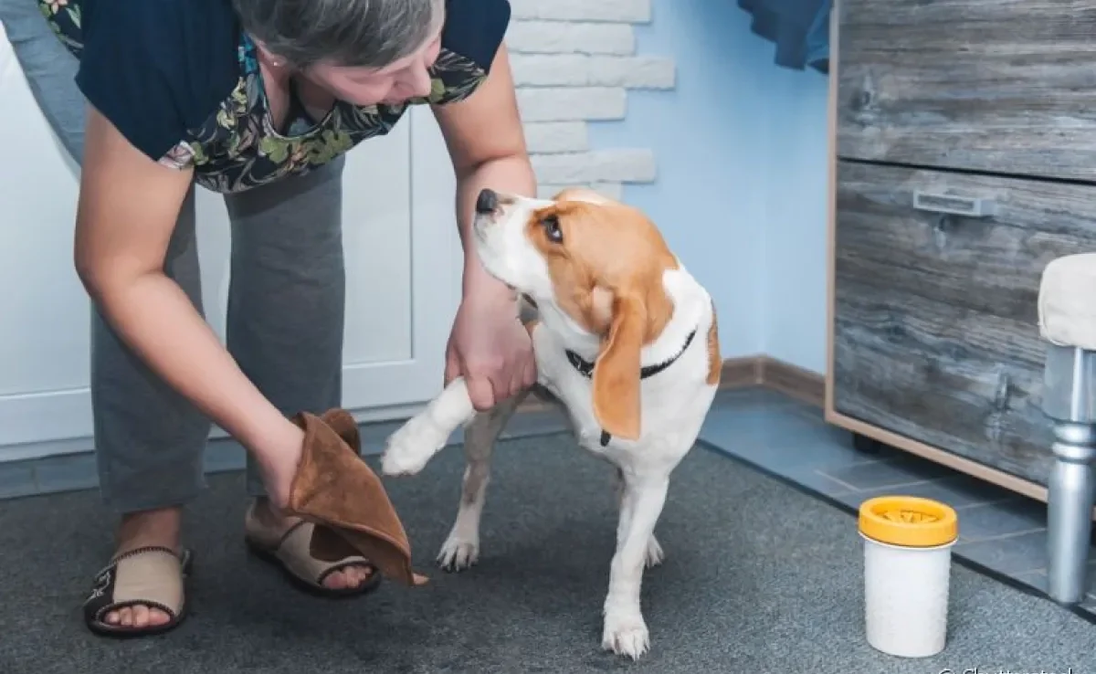 Como limpar a pata de cachorro depois do passeio? Nós tiramos todas as dúvidas com um especialista!