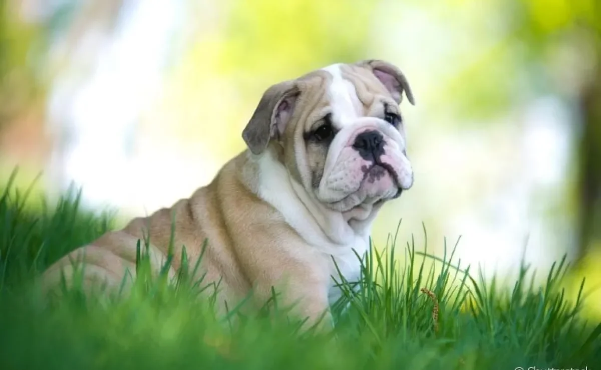 Algumas raças de cachorro, entre elas o Buldogue Inglês, ganham peso com mais facilidade