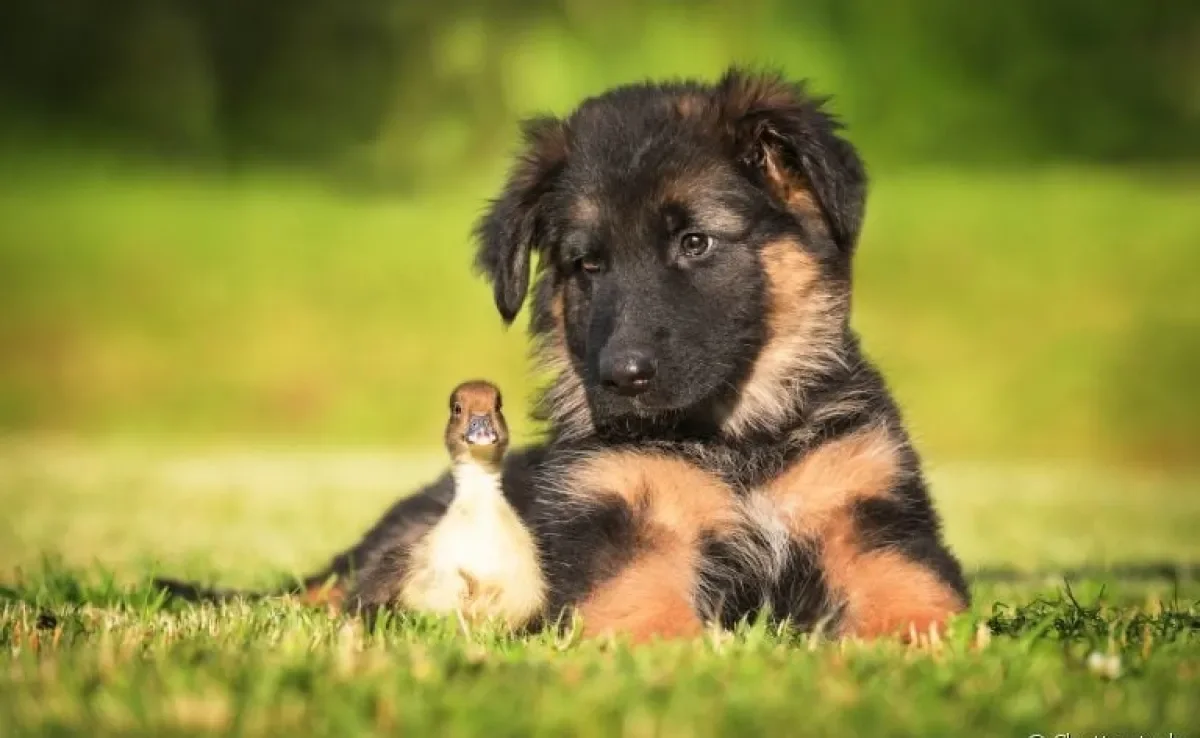  Conheça as raças de cachorro que são perfeitas para quem mora em chácaras, sítios e fazendas 