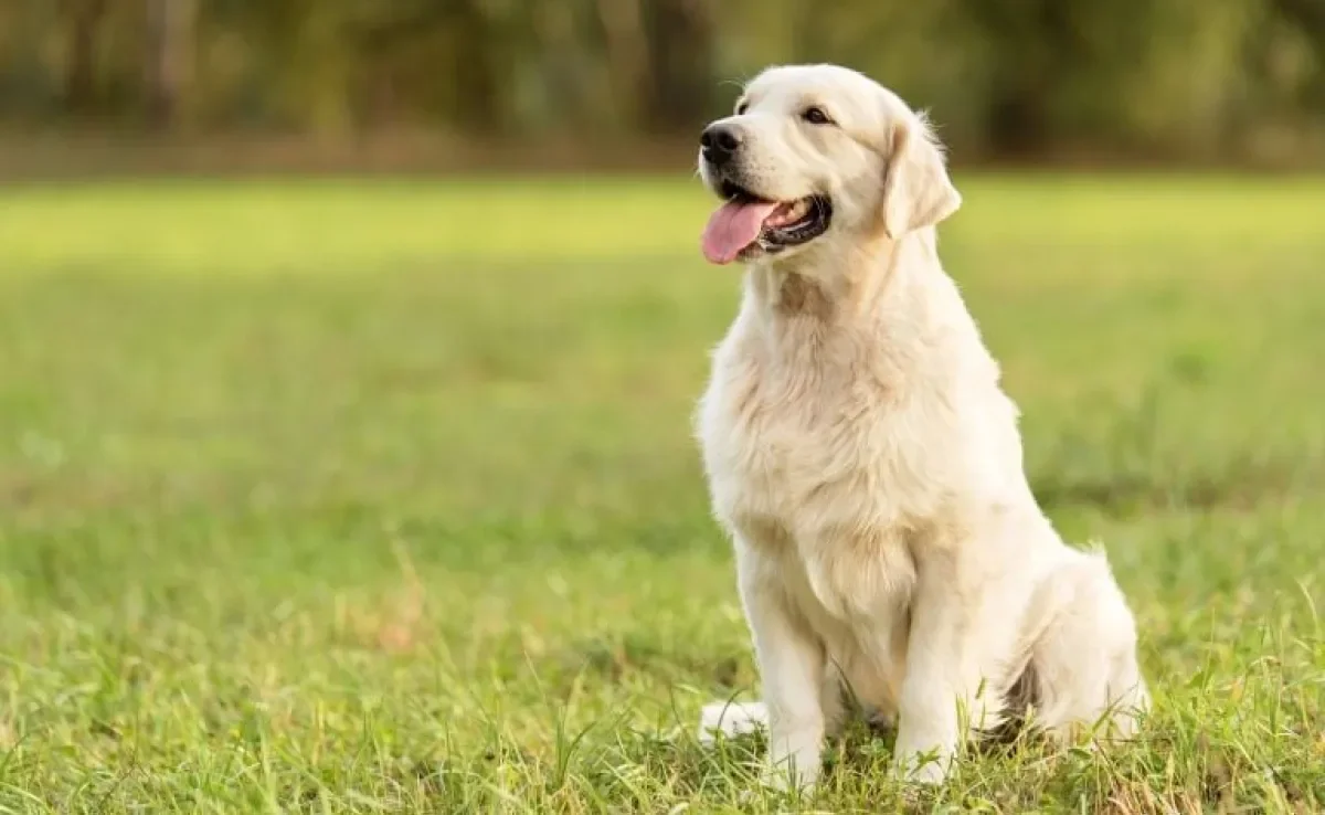  A anatomia do cachorro é bastante curiosa e determina alguns comportamentos do seu amigo 
