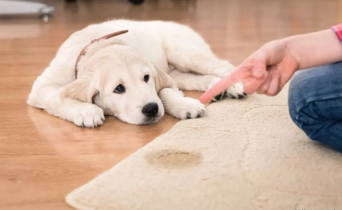 O cachorro fazendo xixi fora do lugar pode acontecer por diferentes motivos. Saiba mais!