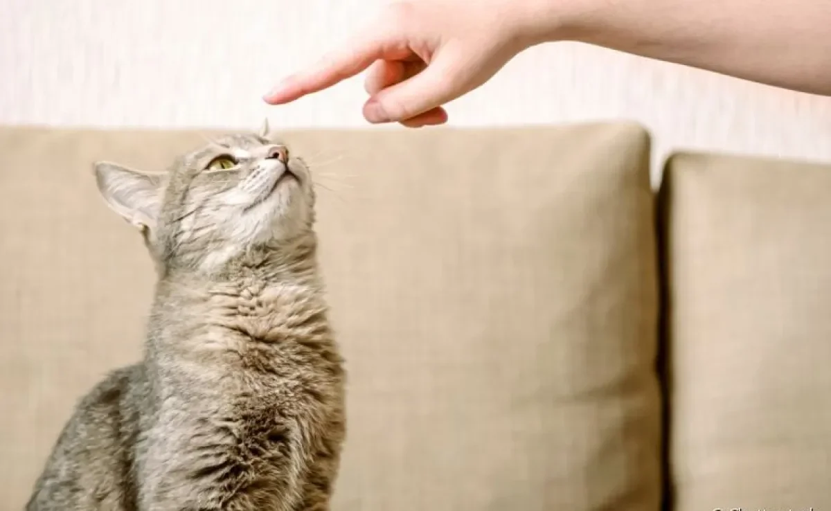 Adestrar gatos requer paciência e respeito aos limites do bichano!