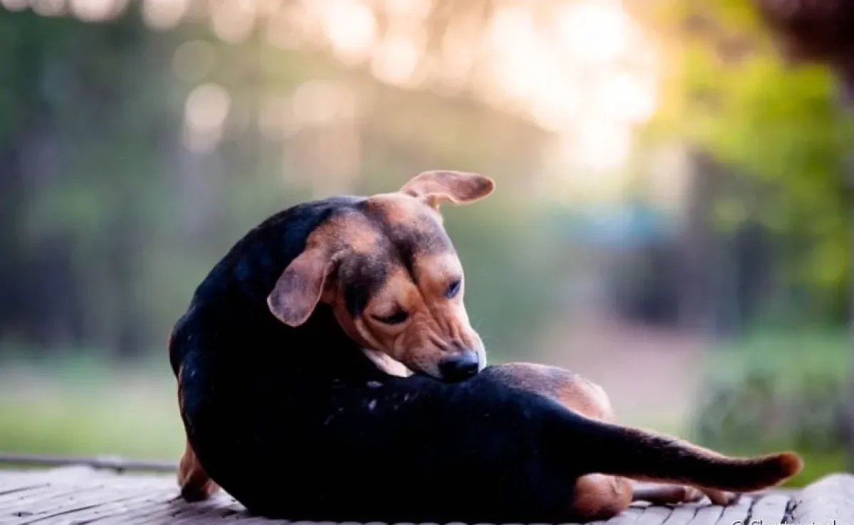 Queda de pelo em cachorro: descubra as causas mais comuns para o problema