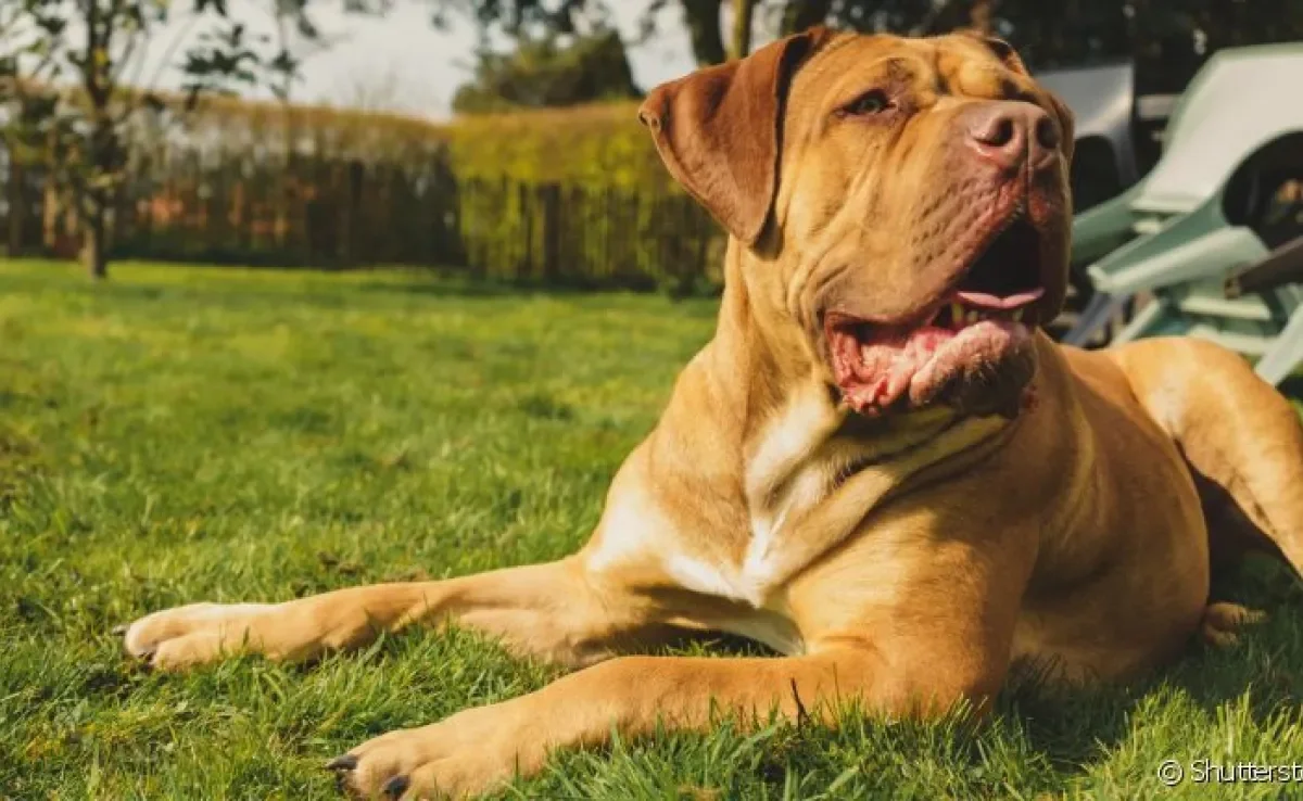Cão Boerboel: saiba mais sobre essa raça grande e afetuosa!