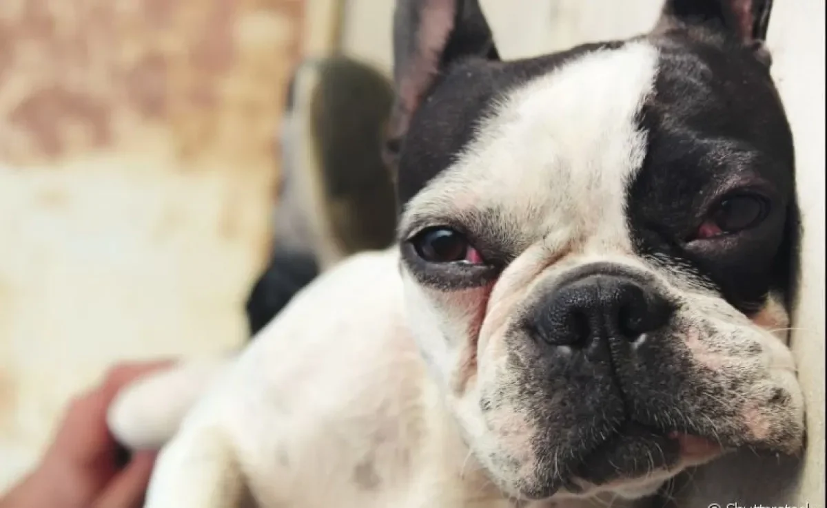 Doença no olho do cachorro: saiba quais são as mais comuns e como identificar