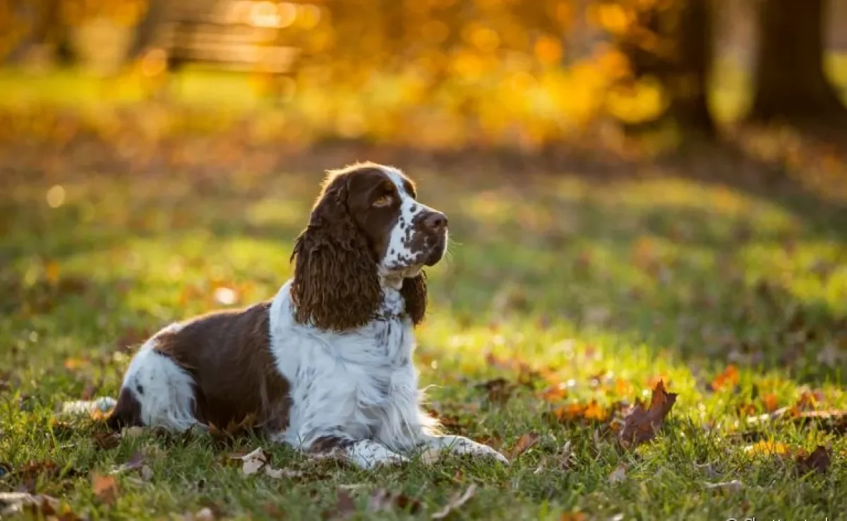 Cocker Spaniel é uma ótima companhia para se ter em casa! Saiba tudo sobre a raça