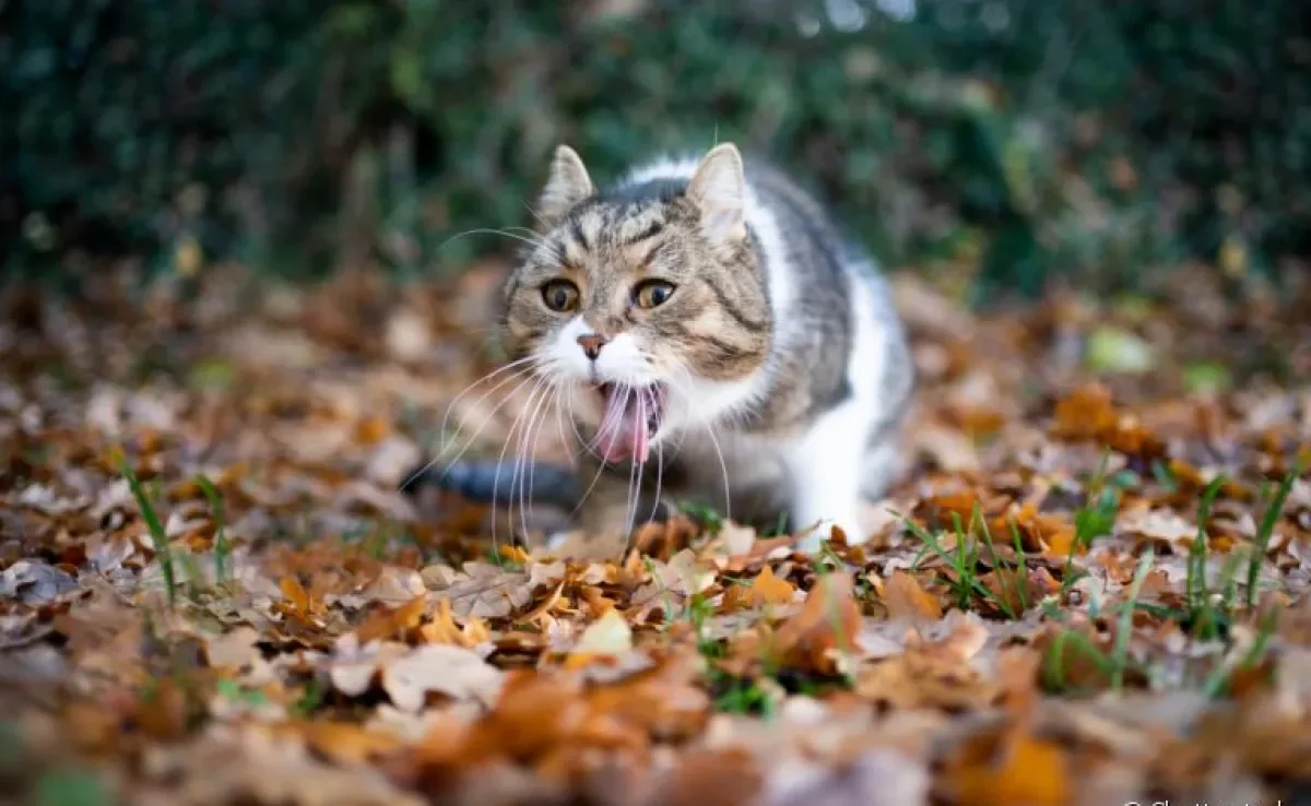 Gato engasgado: aprenda como agir rapidamente nessa situação!