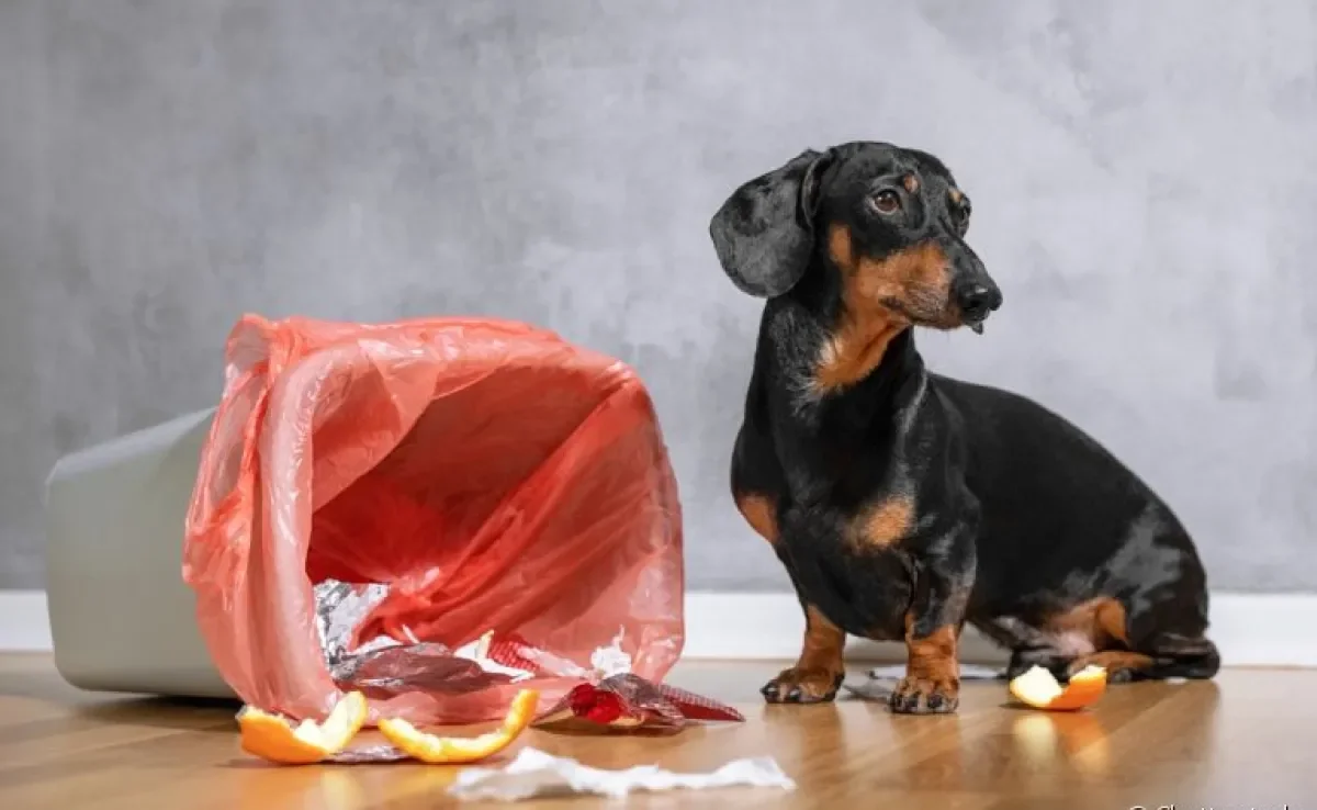 Como ensinar cachorro a não mexer no lixo? Aprenda com técnicas simples!