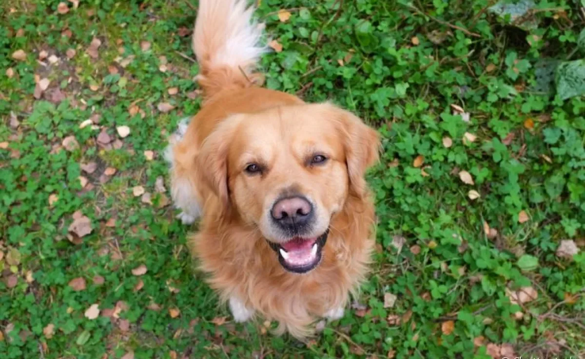O estado dos dentes do cachorro ajudam a determinar a idade aproximada dele. Descubra como!