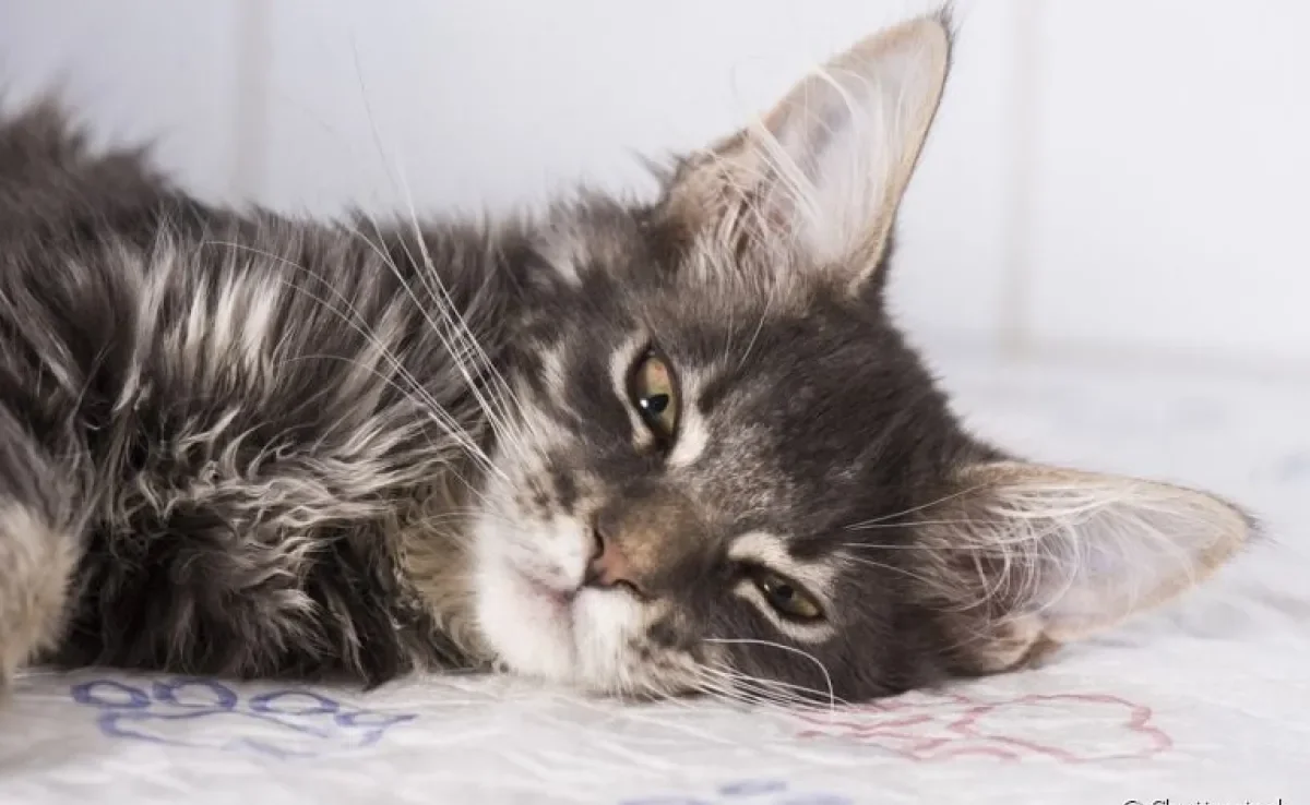 O gato com dor pode apresentar mudanças de comportamento repentinas