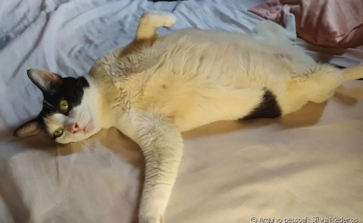 Veja como os gatinhos estão lidando com a presença constante dos humanos durante a quarentena!