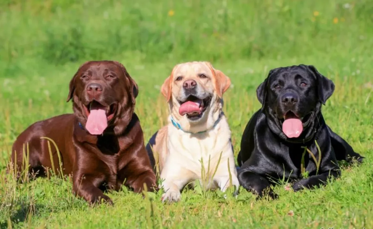 A cor de pelagem de cachorro pode ser muito variada. Conheça uma lista com cores de cachorro de 15 raças!