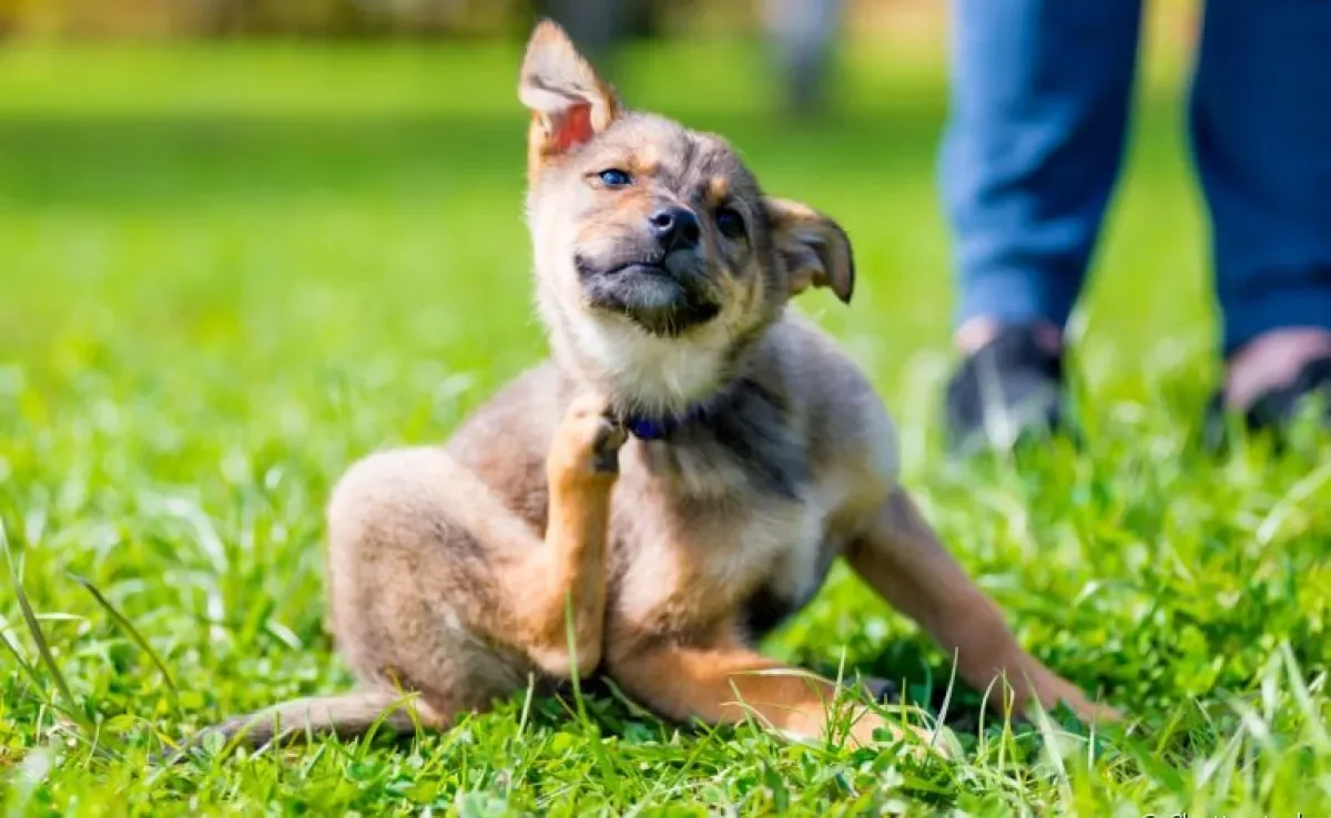 Manchas escuras na pele do cachorro e coceira excessiva são sinais de atenção
