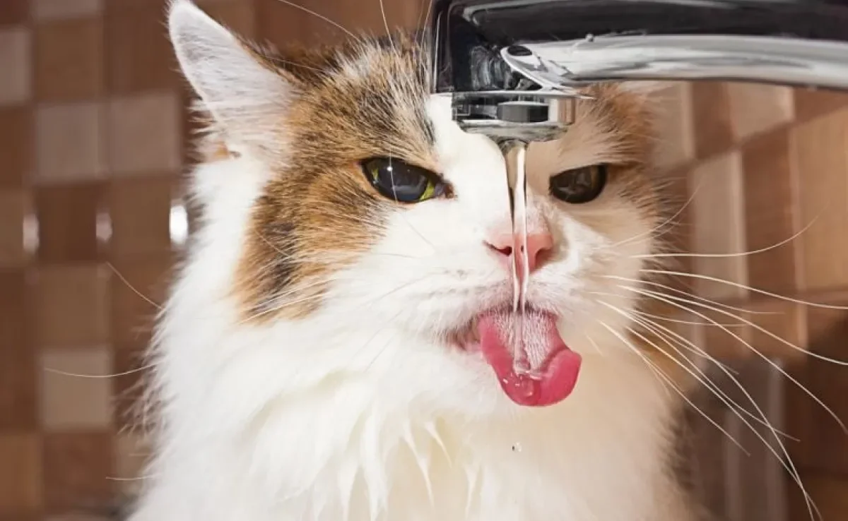 Seu gato bebendo água em excesso pode indicar alguns problemas de saúde. Fique atento!