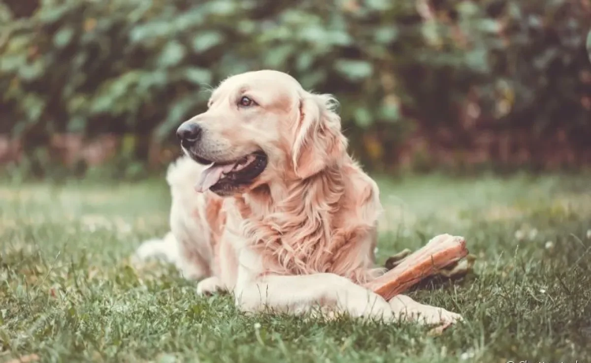 O Golden Retriever tem predisposição genética para ter problemas de pele. Veja as doenças mais comuns!