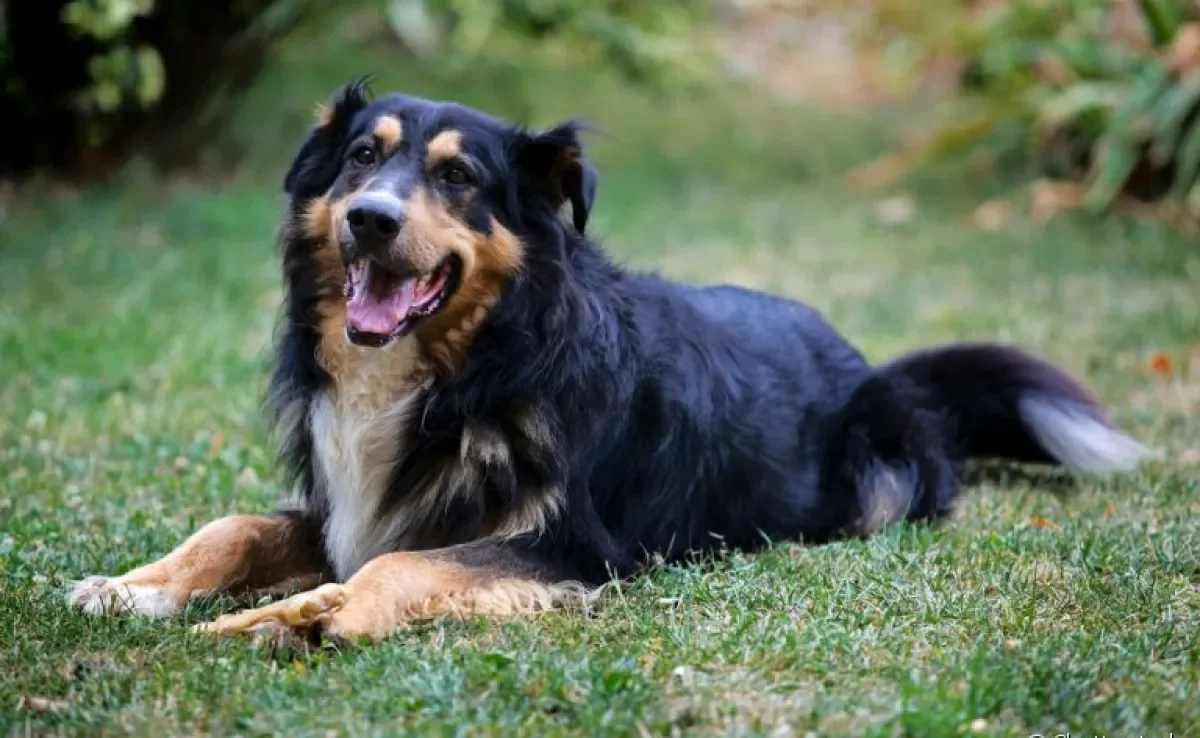 Entenda mais sobre a neoplasia testicular canina, um problema mais comum do que se imagina