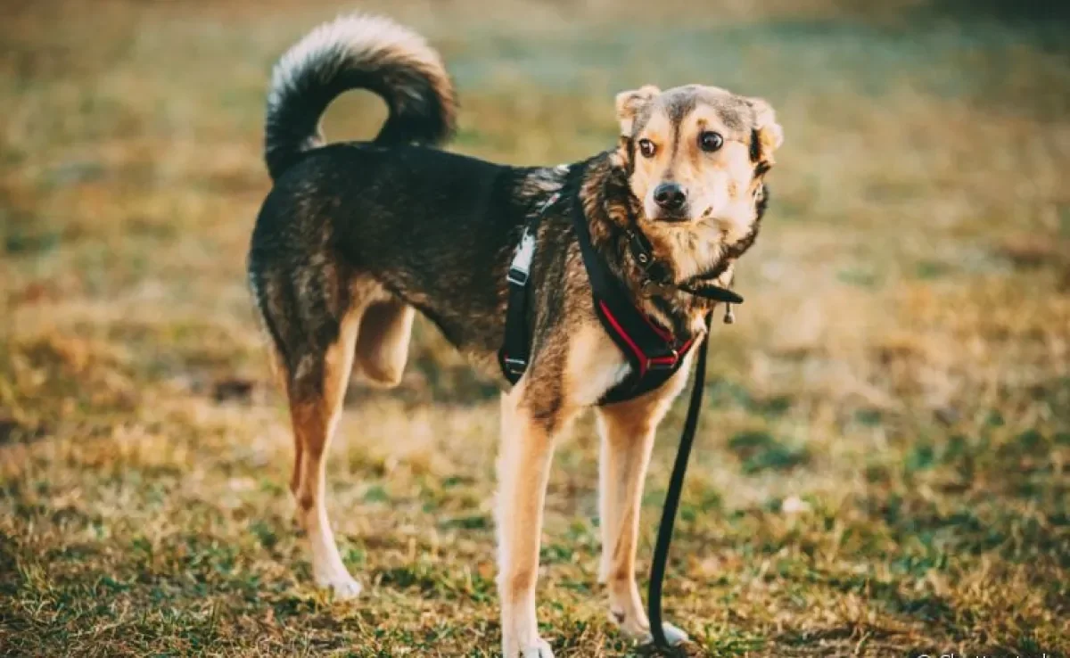 O osteossarcoma canino é um tumor maligno que atinge os ossos do animal