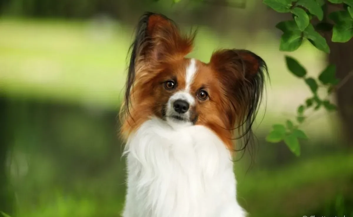 Papillon: cachorro dessa raça tem todas as qualidades para se tornar o seu novo melhor amigo!