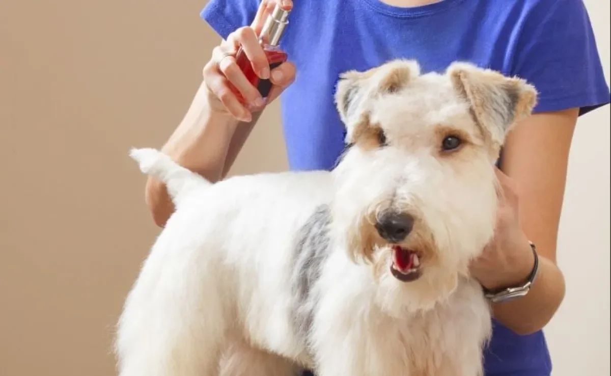 Afinal, o perfume para cachorro é indicado ou não? Descubra!