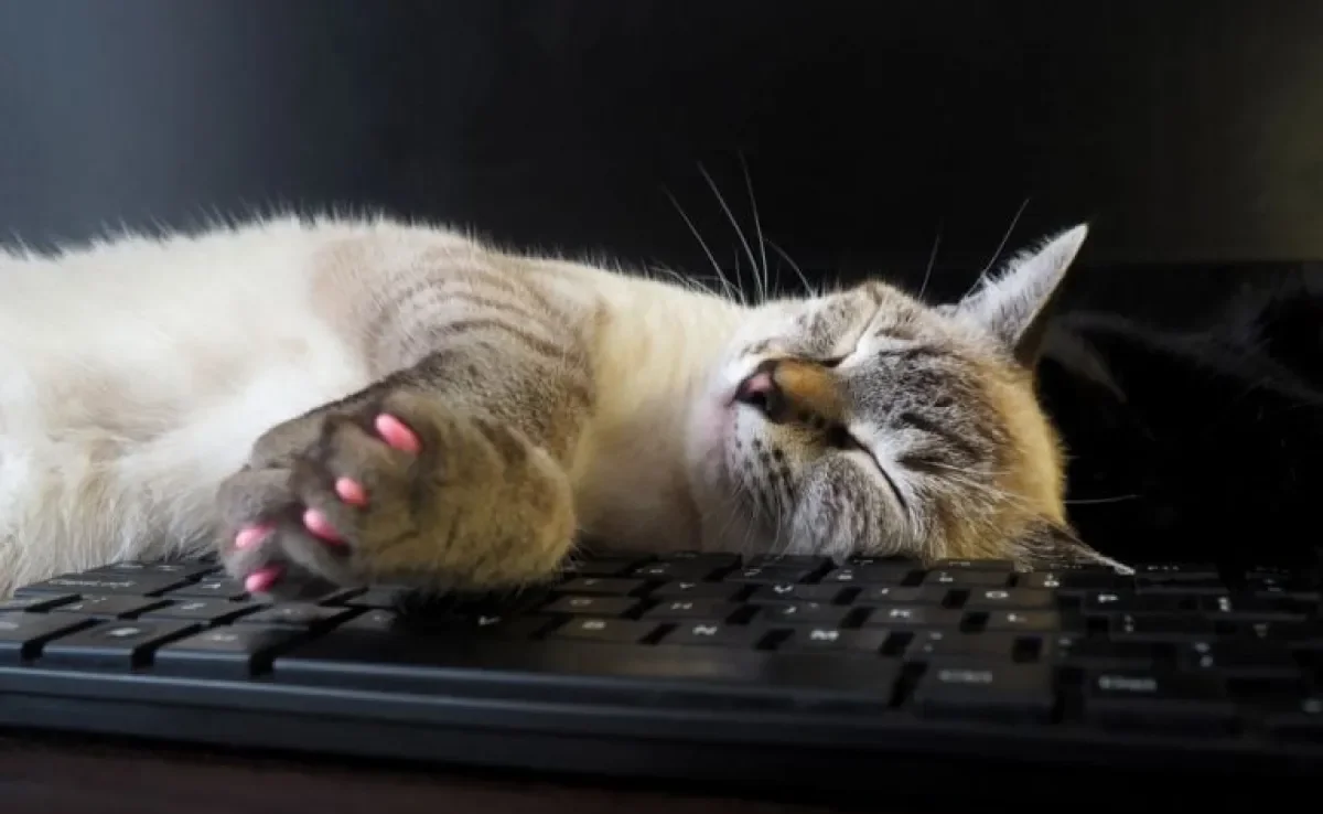 Afinal, o protetor de unhas para gatos é uma alternativa válida ou pode prejudicar o animal?