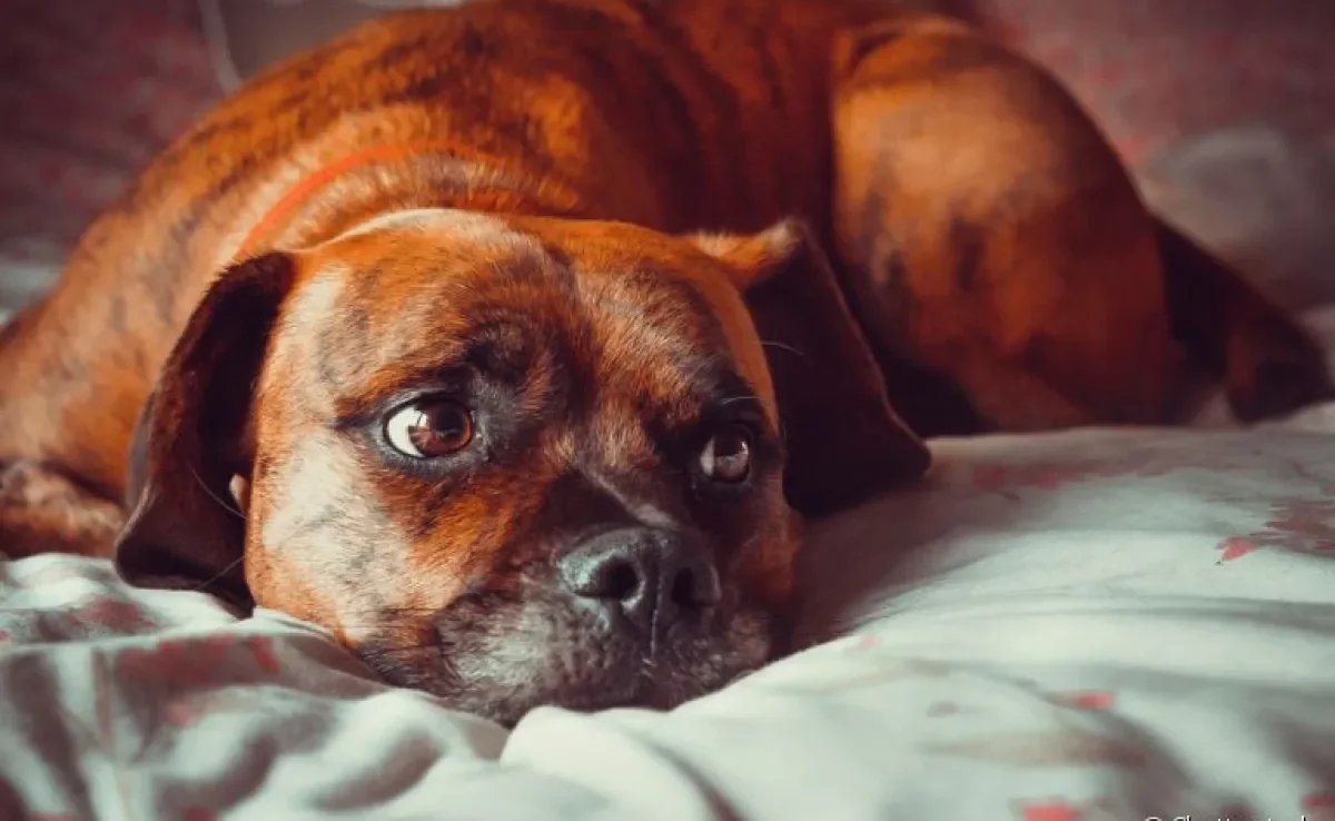 "Meu cachorro está tremendo": entenda o que pode estar por trás do sintoma