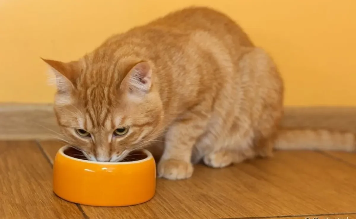  Descubra todos os detalhes para garantir uma boa alimentação ao seu bichano 