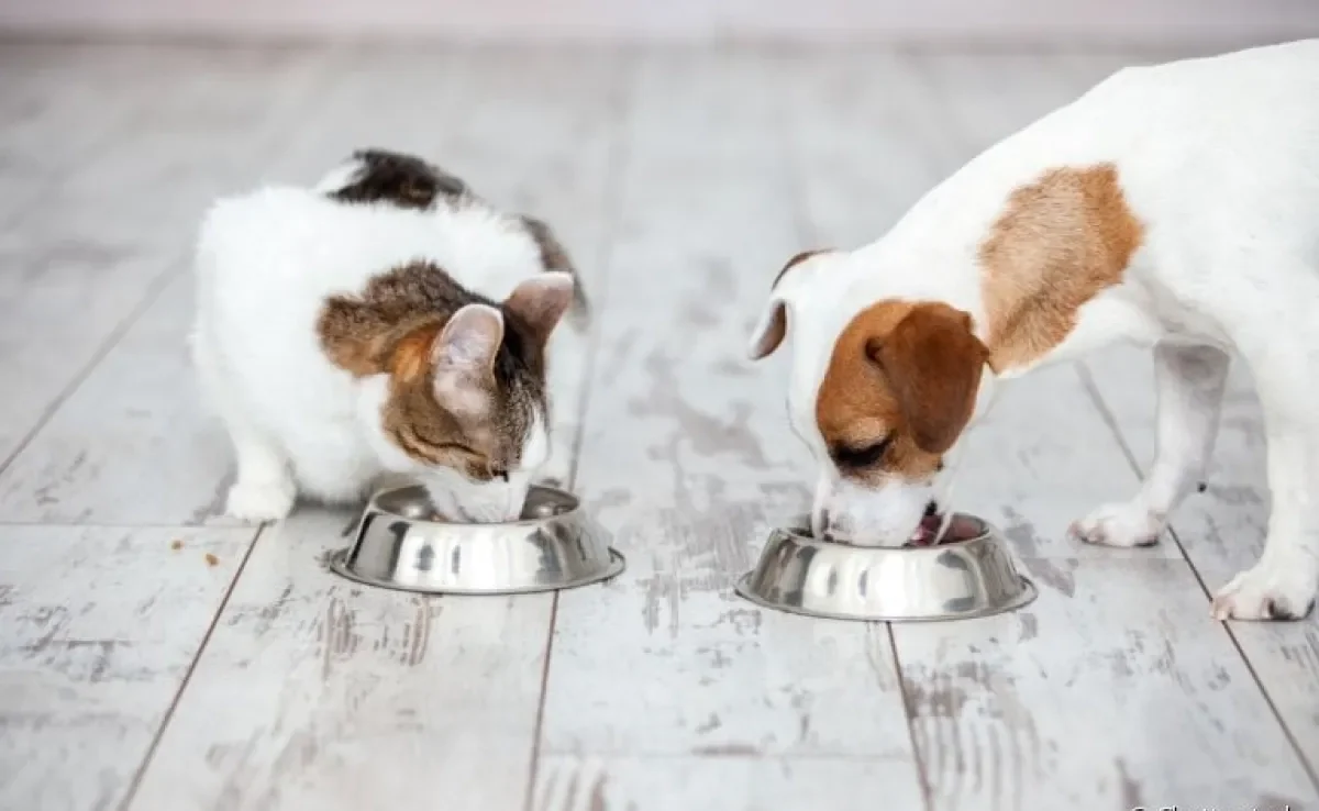 A ração de cachorro tem valores nutricionais diferentes da ração de gato.