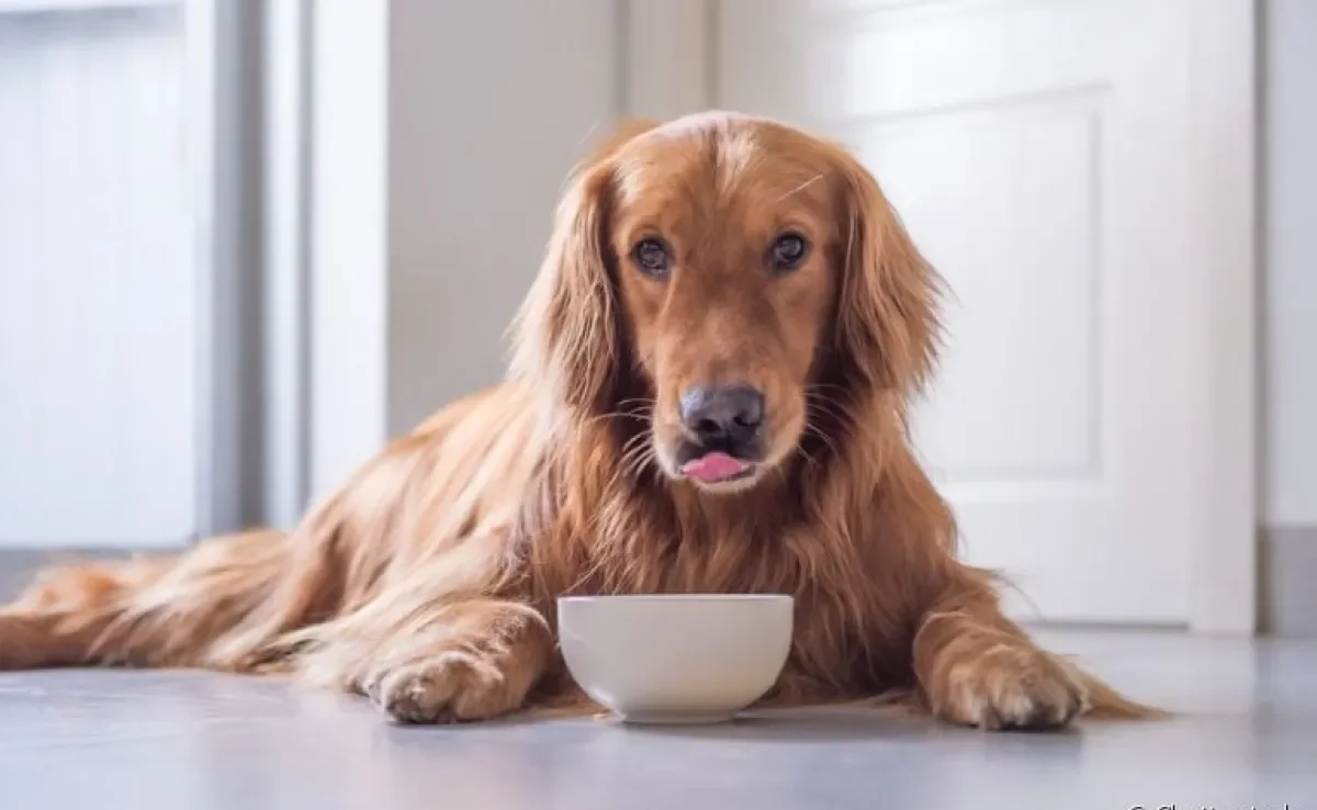 Saiba como a ração de cachorro pode beneficiar a pelagem do seu amigo