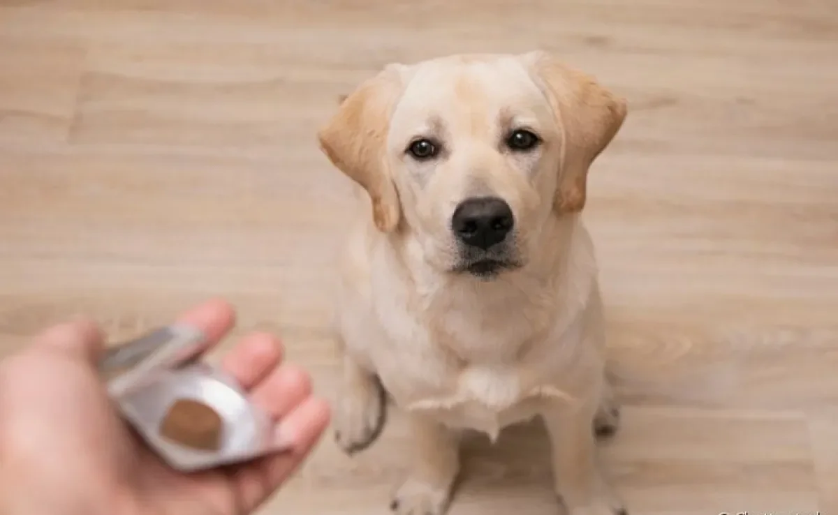 Remédio para pulga: listamos as melhores opções para combater esses parasitas do corpo do seu cachorro!