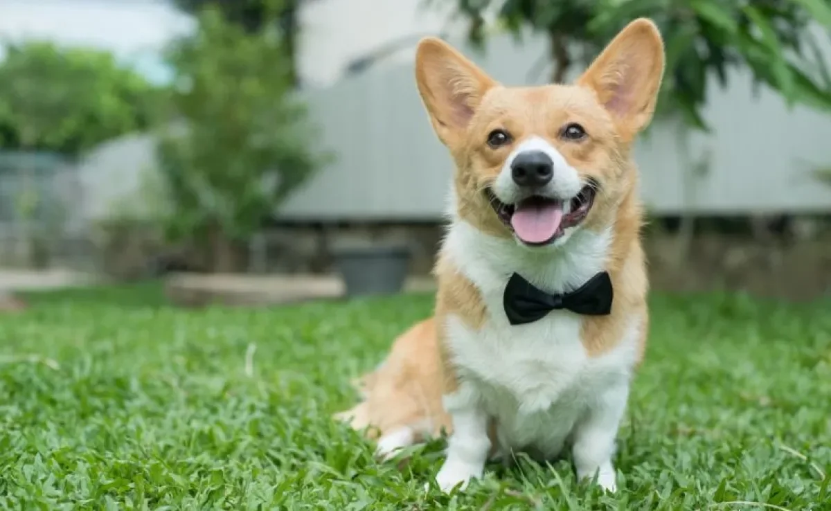 Acessório para cães: tudo que você precisa saber para deixar seu cachorrinho ainda mais estiloso