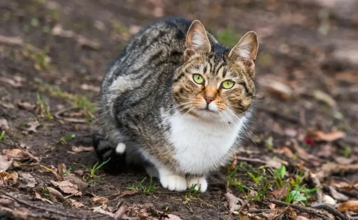 Sarna em gatos: descubra os tipos mais comuns da doença