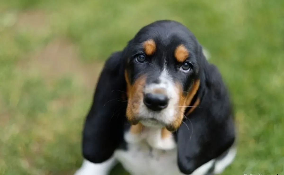A sarna sarcóptica é um dos problemas de pele mais frequentes nos cães. Saiba mais sobre a doença a seguir!