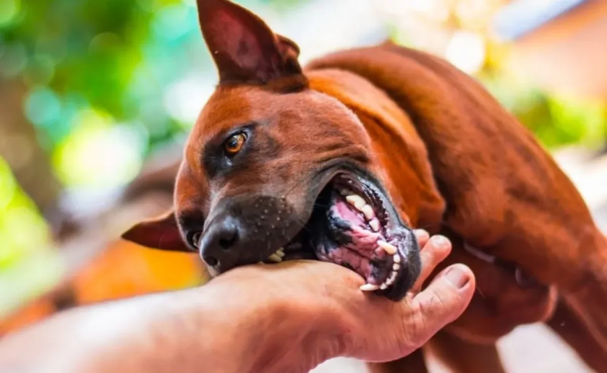 O cachorro mordendo nas brincadeiras pode ser incômodo. Saiba como impor limites ao animal!