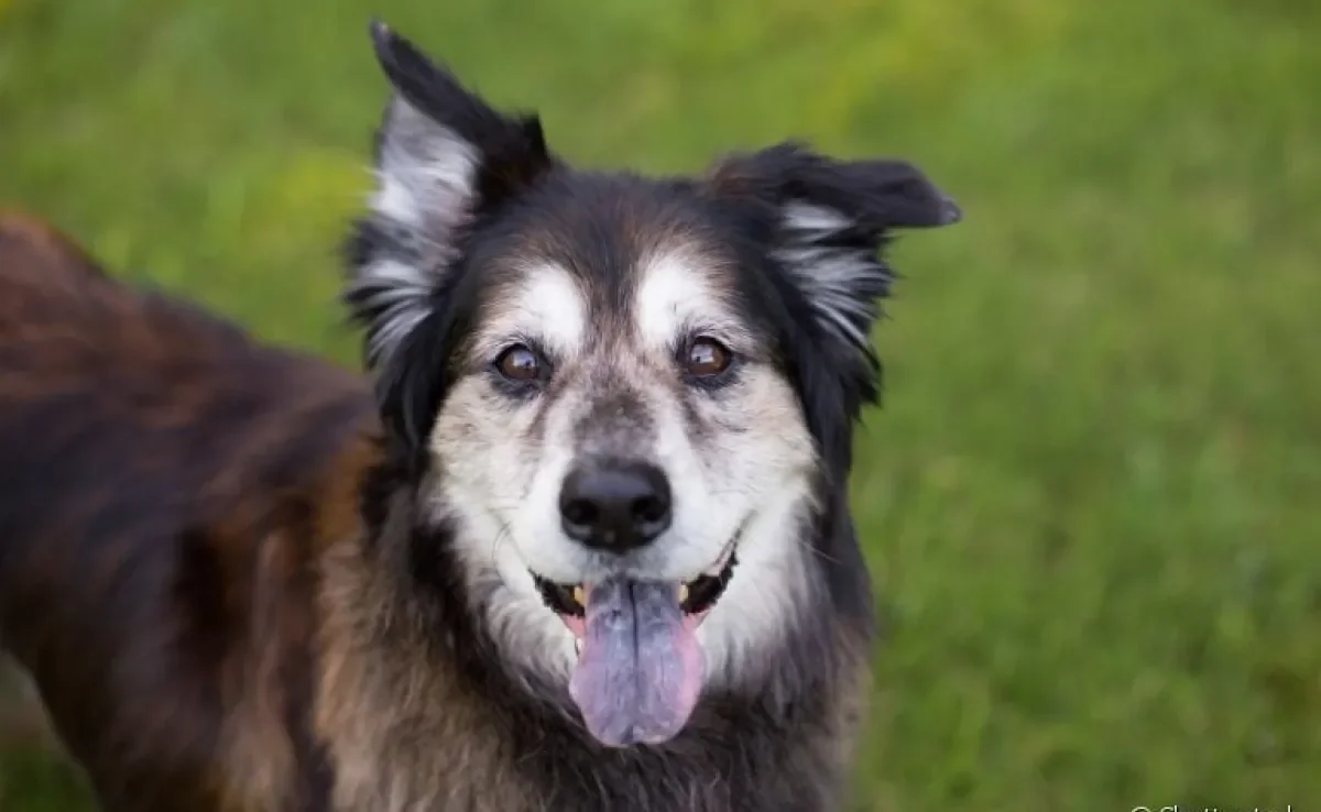 Cachorro idoso: algumas atividades e brincadeiras podem garantir o bem-estar do seu amigo. Veja algumas delas abaixo!