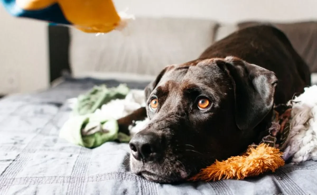  Cachorro ansioso: veja alguns hábitos que podem evitar o quadro! 