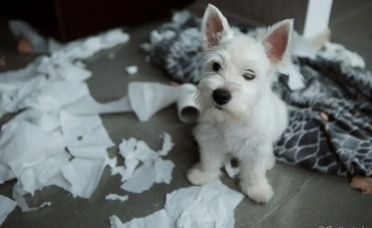 Comportamento canino: descubra o que pode significar alguns hábitos do seu amigo e o que fazer para evitá-los!