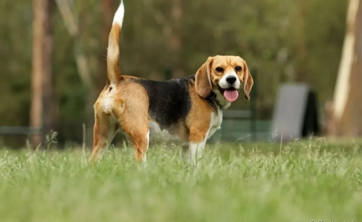  Cachorro abanando o rabo: comportamento pode ser causado por uma série de motivos. Saiba mais! 