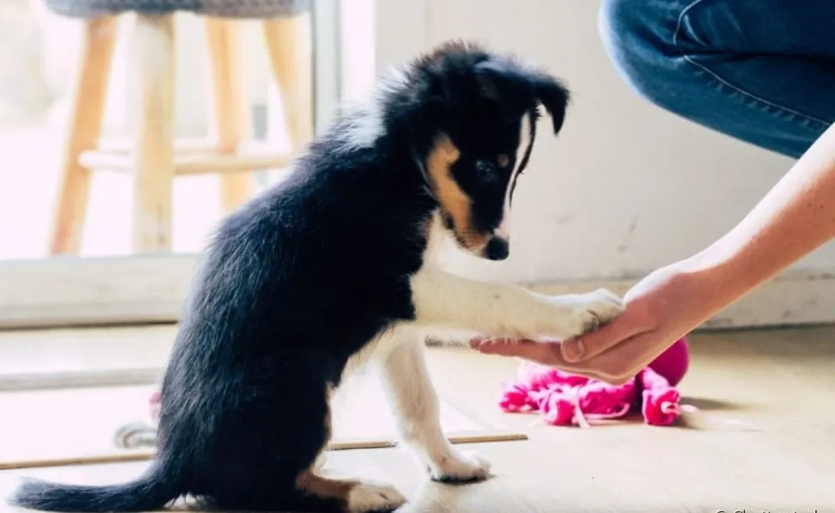  Como adestrar seu cachorro: veja algumas dicas para treinar o seu amigo em casa! 