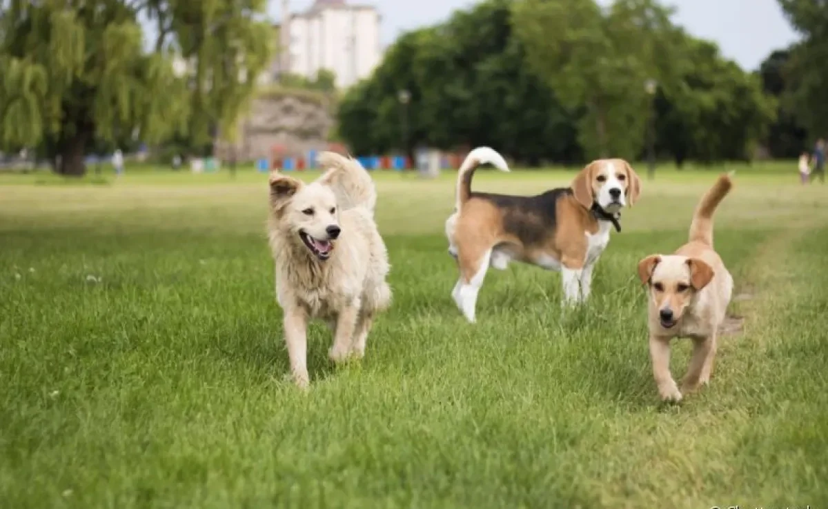 Confira as raças de cachorro médio mais comuns nas casas dos brasileiros!