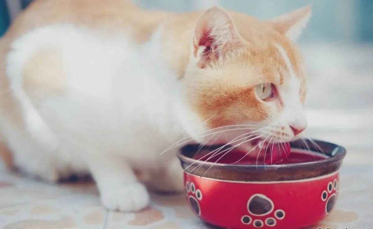 Como escolher o melhor bebedouro para gatos? Listamos algumas dicas!