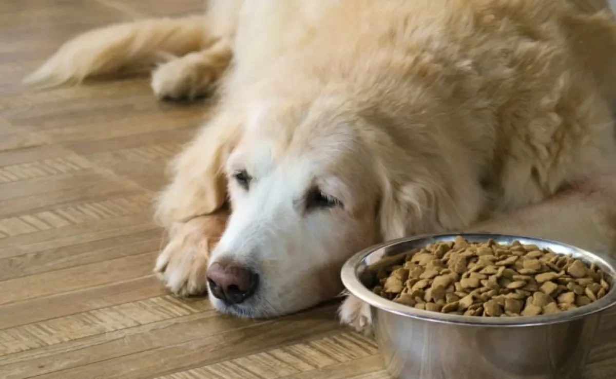 Tem um cachorro preguiçoso? Saiba como a ração de cachorro pode te ajudar com isso