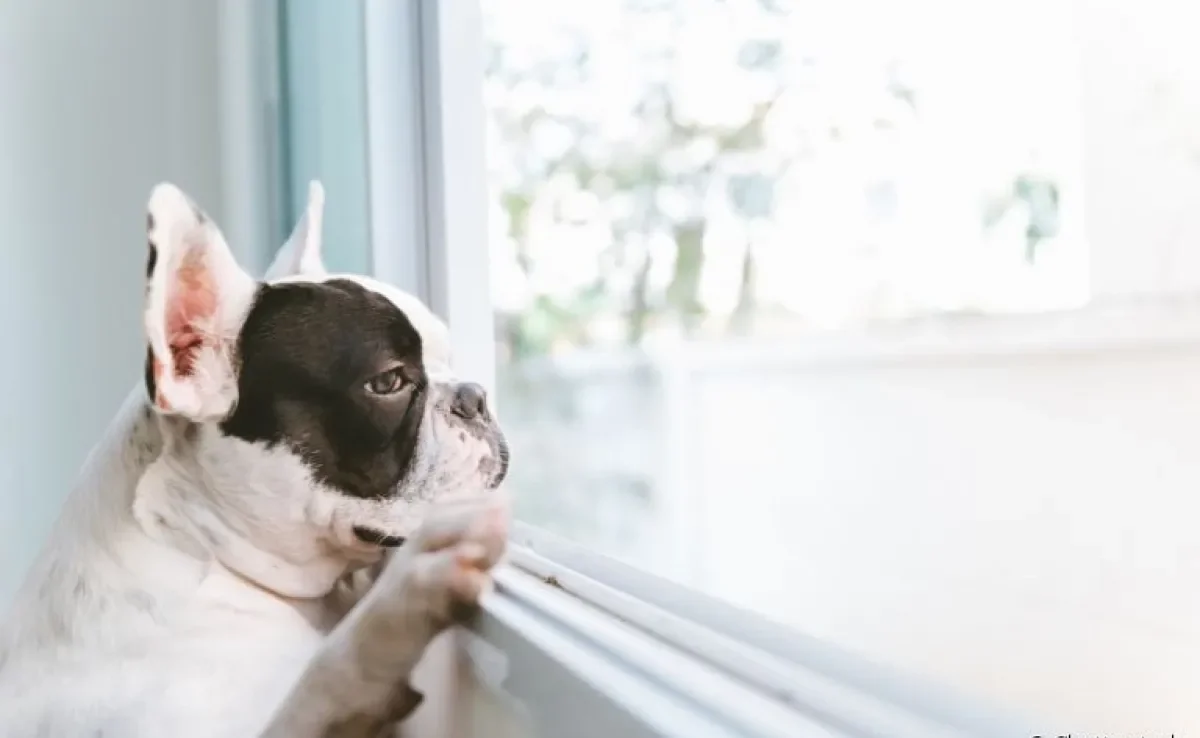 Como saber se cachorro sente saudade? Desvendedamos esse mistério para você!