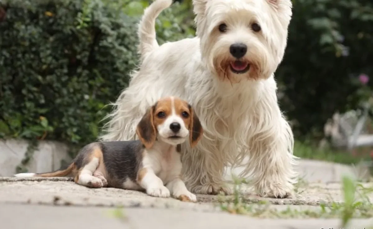 Saiba como socializar cachorros idosos com filhotinhos