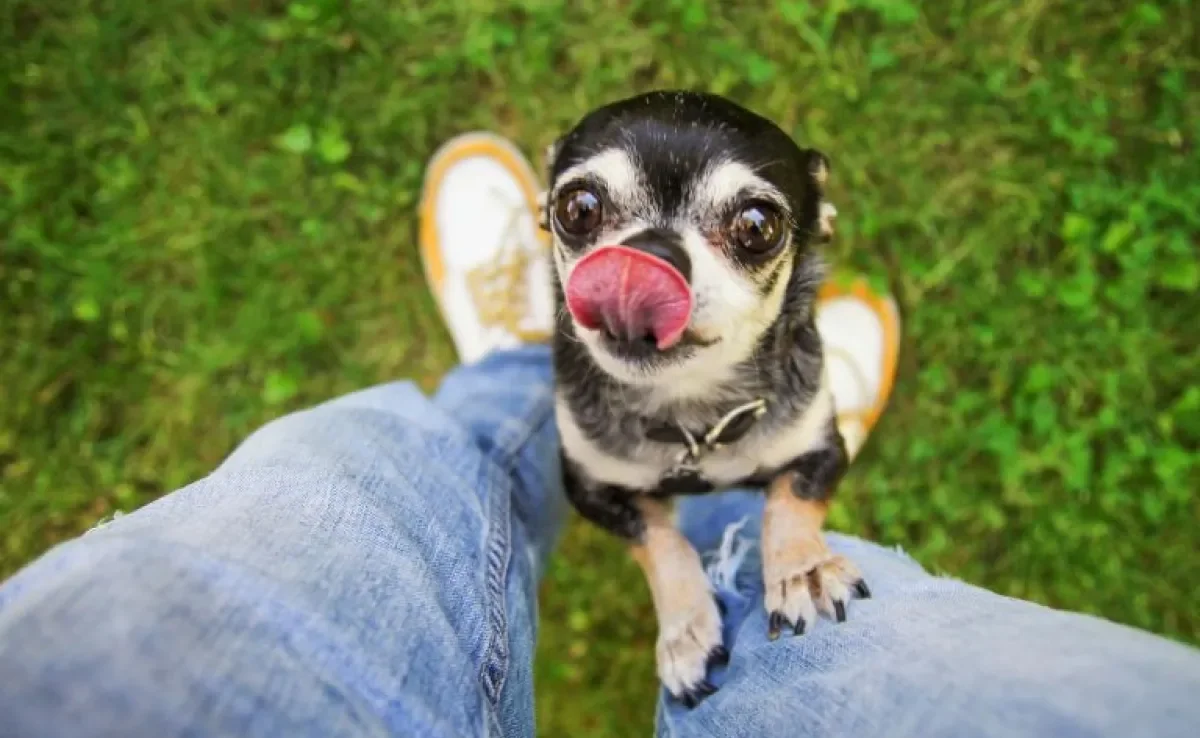  Cachorro carente: descubra o que causa o problema e como ajudar seu peludo nesse momento 