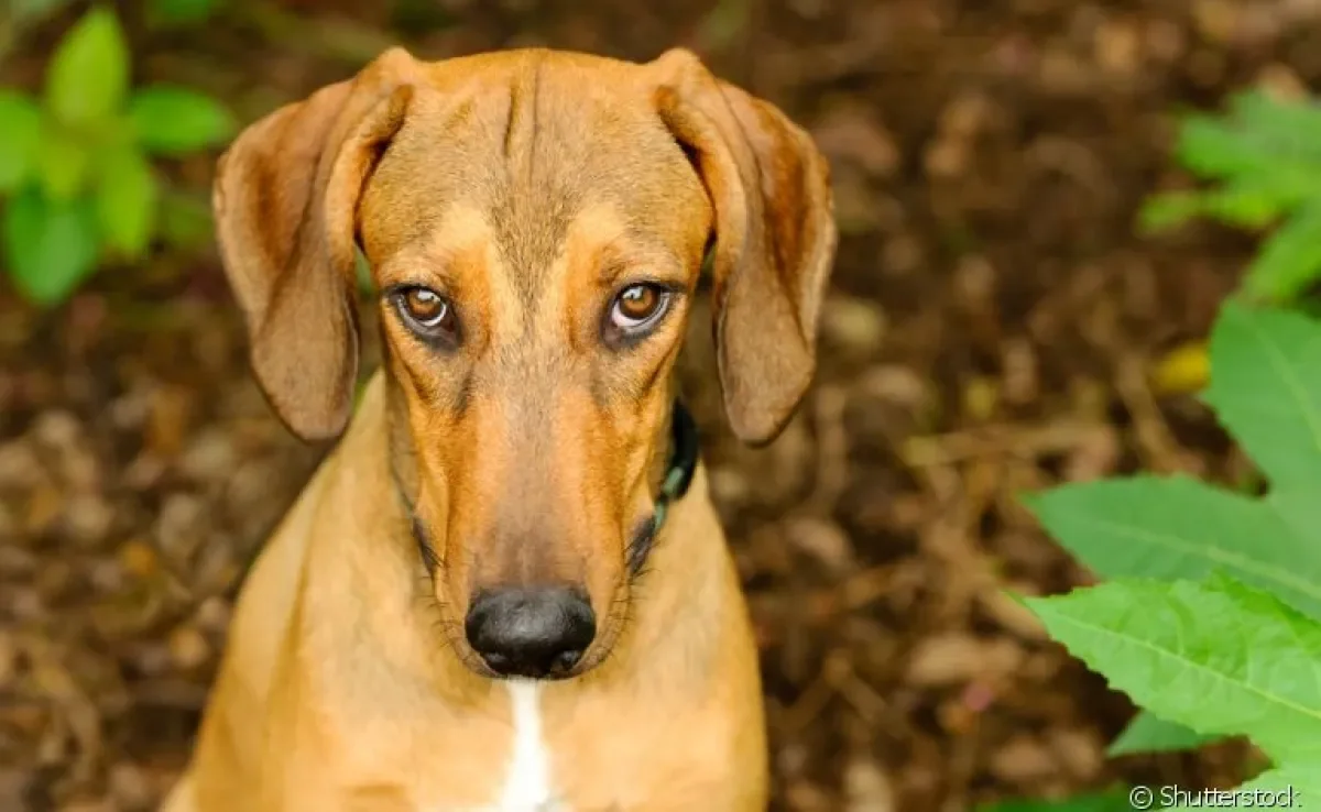 Entenda como o cachorro pega raiva e quais sintomas devem ligar seu alerta!
