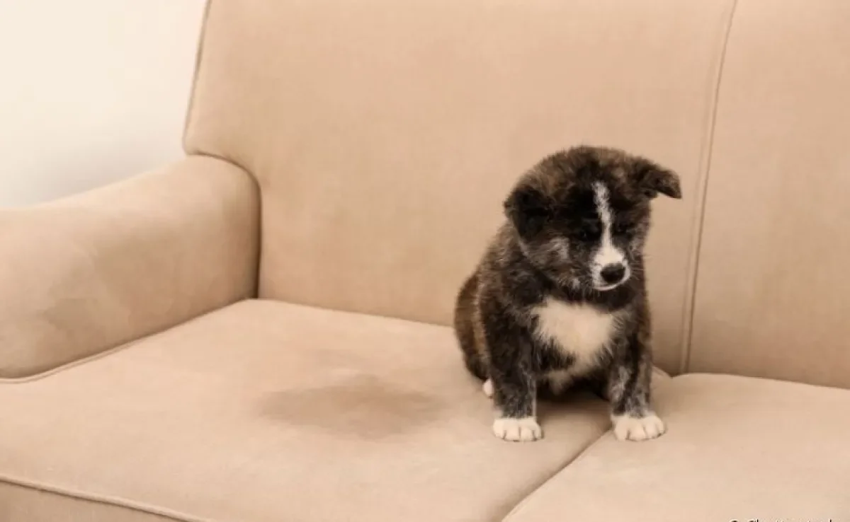 Xixi de cachorro: saiba como tirar o cheiro de urina dos estofados