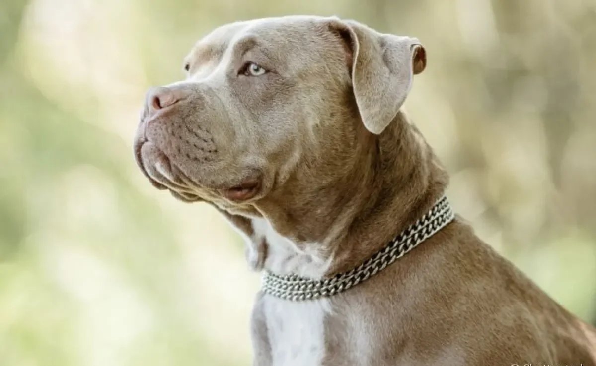 Já ouviu falar na conhectomia? Entenda como cortar a orelha de cachorro pode ser prejudicial para o animal