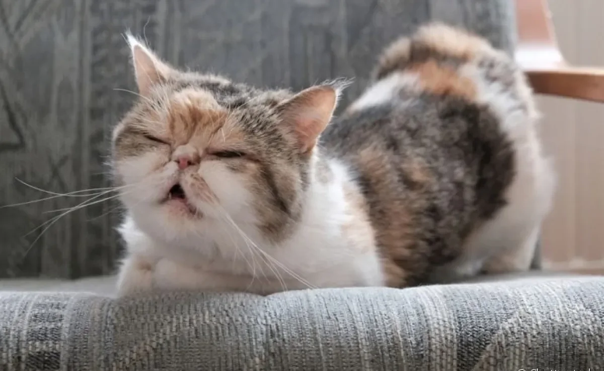 A displasia coxofemoral em gatos geralmente causa bastante dor e incômodo aos bichanos